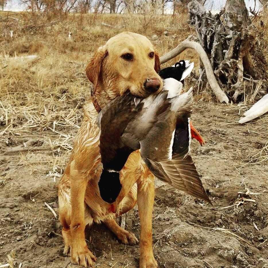 Windy River's Tilly Monster | Yellow Labrador Retriver