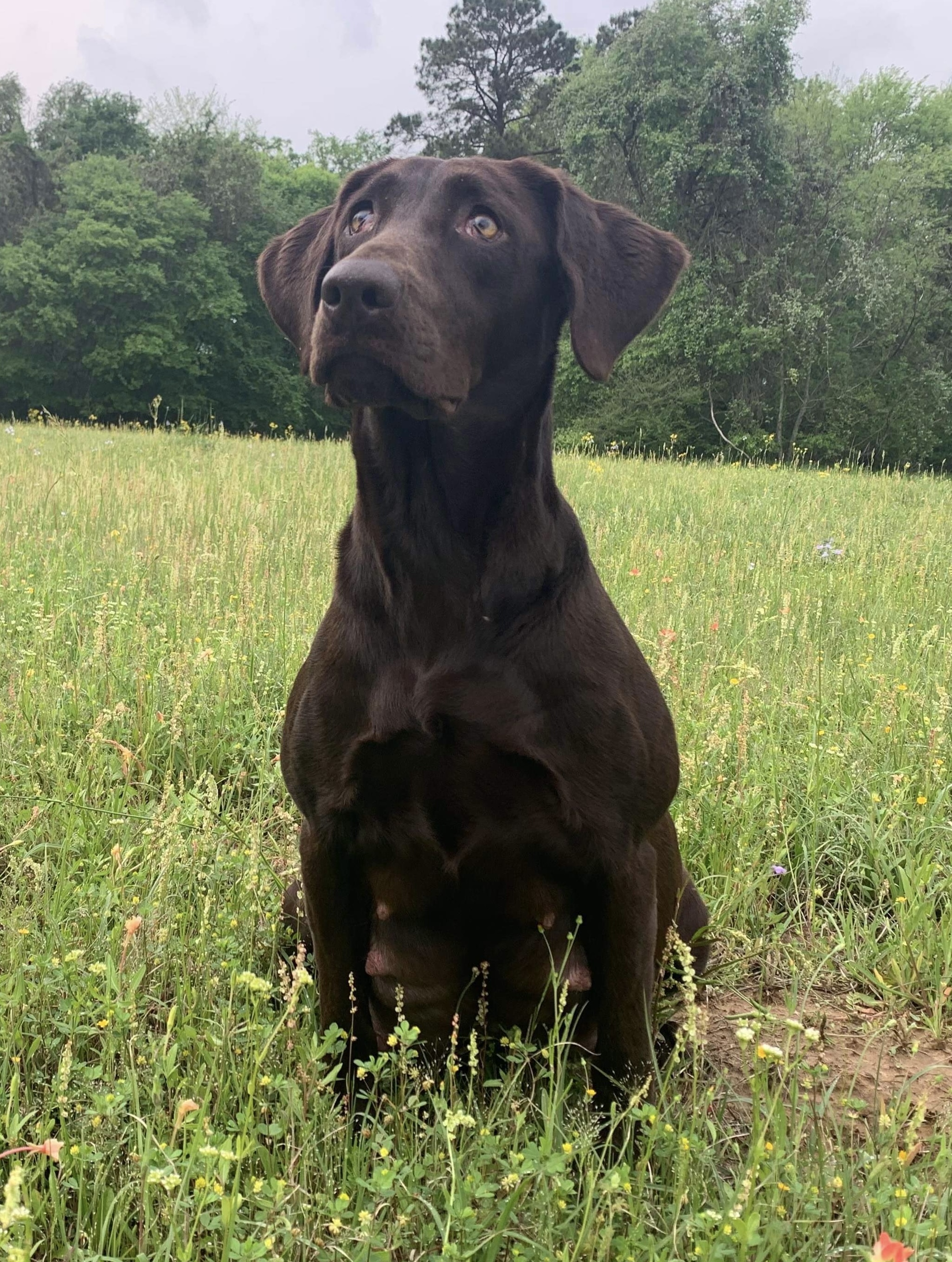 HRCH CFK’S Tarnished Copper Penny | Chocolate Labrador Retriver