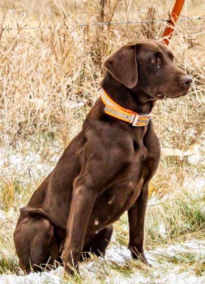 CPR Ozzy's Wood Grain Kimber Revolver JH | Chocolate Labrador Retriver