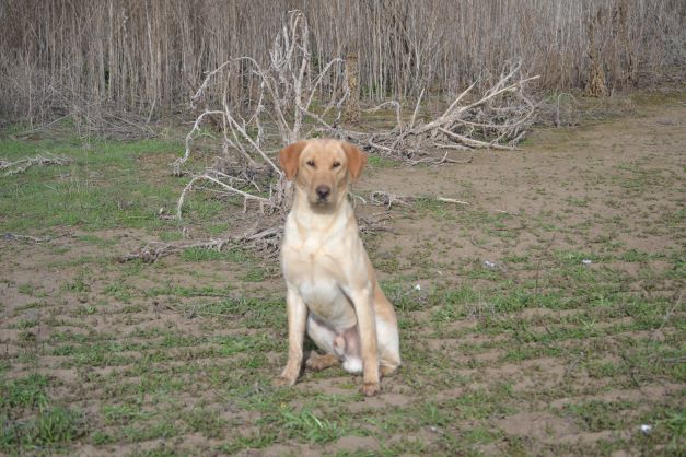 Whitewaters Owyhee Drifter | Yellow Labrador Retriver