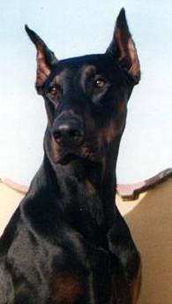 Jotunheim's Pegrim | Black Doberman Pinscher