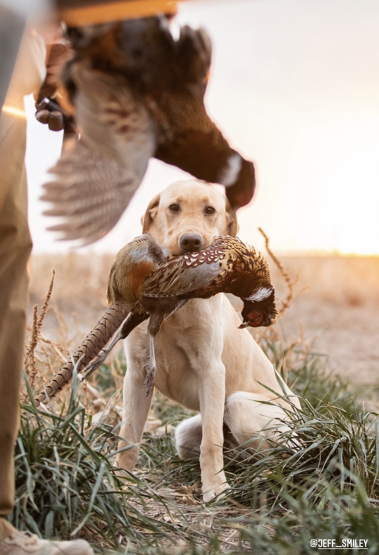 Collige's S.A.D. Midwest Major Mallard | Yellow Labrador Retriver