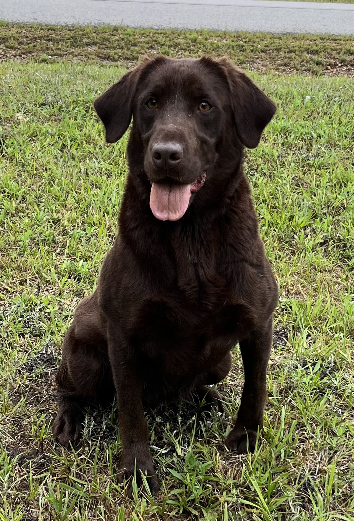 HGR’s Lucy from Big Mamou Town | Chocolate Labrador Retriver