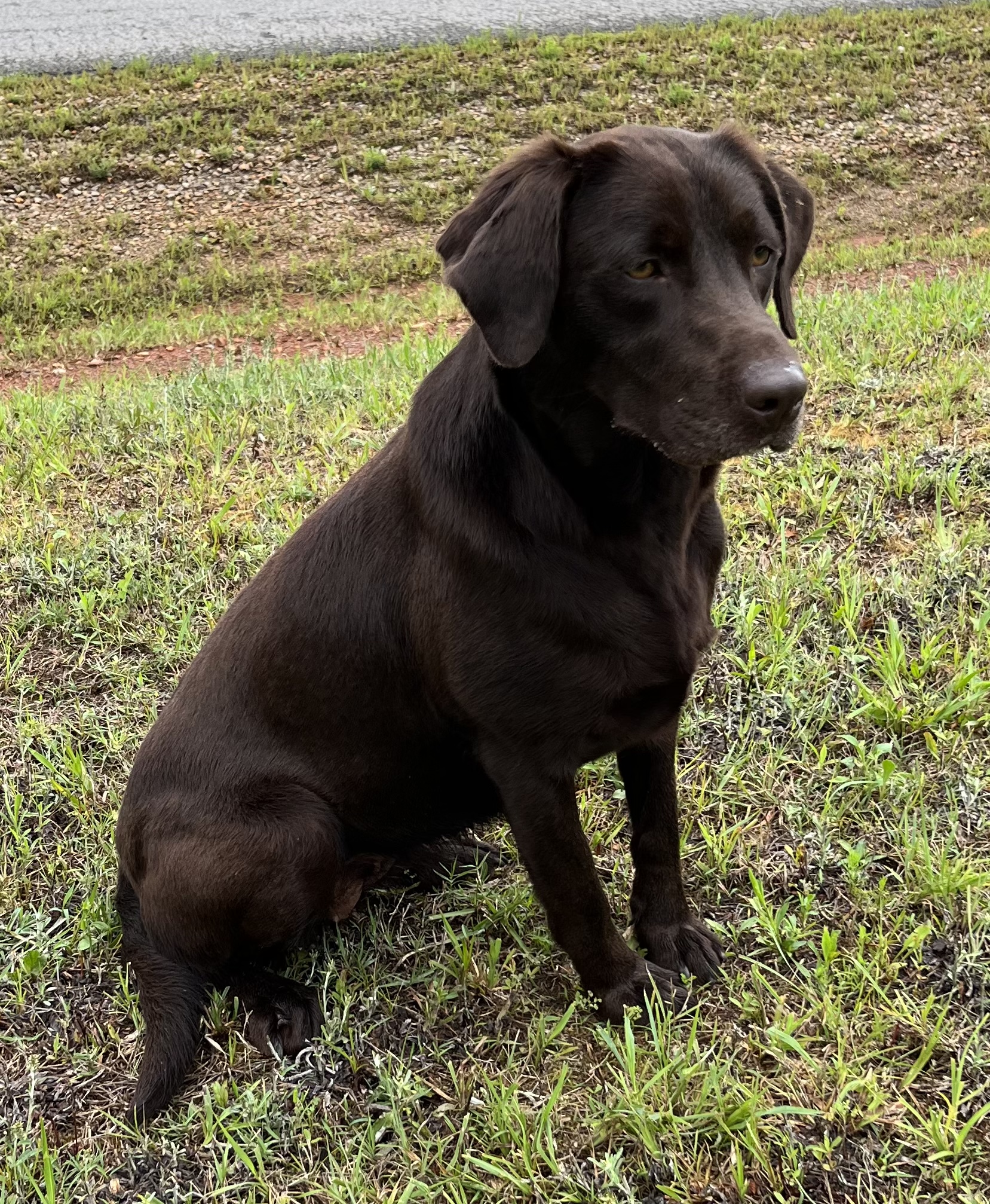 Scoobys Mizz Belle from Big Mamou | Chocolate Labrador Retriver