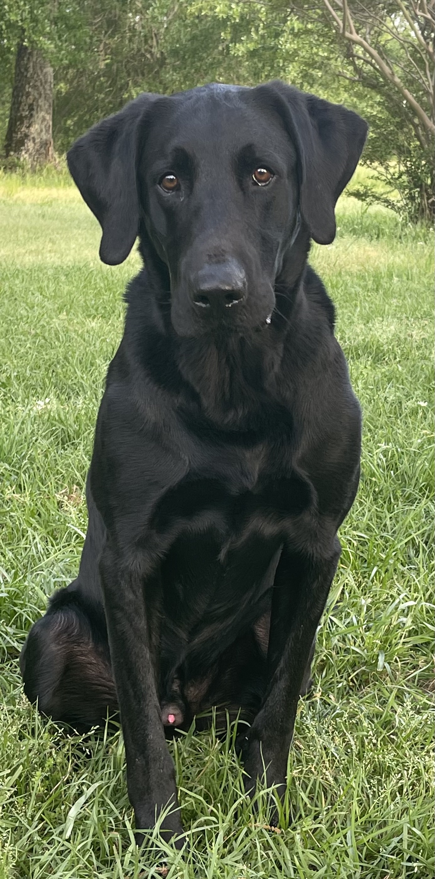 HR Dudrop's To Infinity And Beyond | Black Labrador Retriver