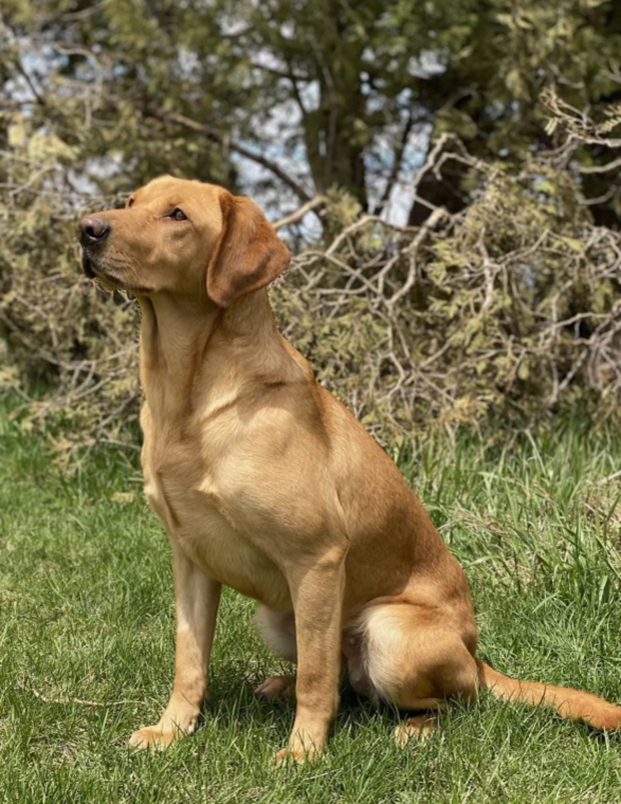 Whitewater Retrievers Bristol’s Little Pistol | Yellow Labrador Retriver