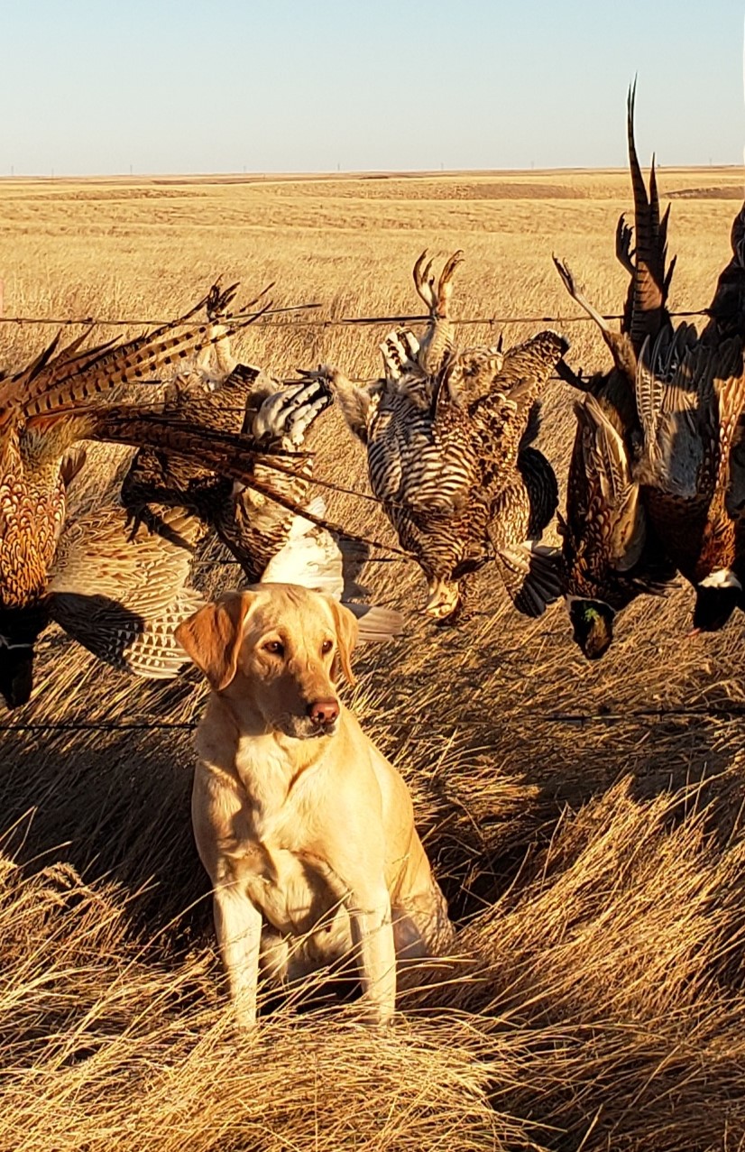 MPR HR Artemis Of Northstar | Yellow Labrador Retriver