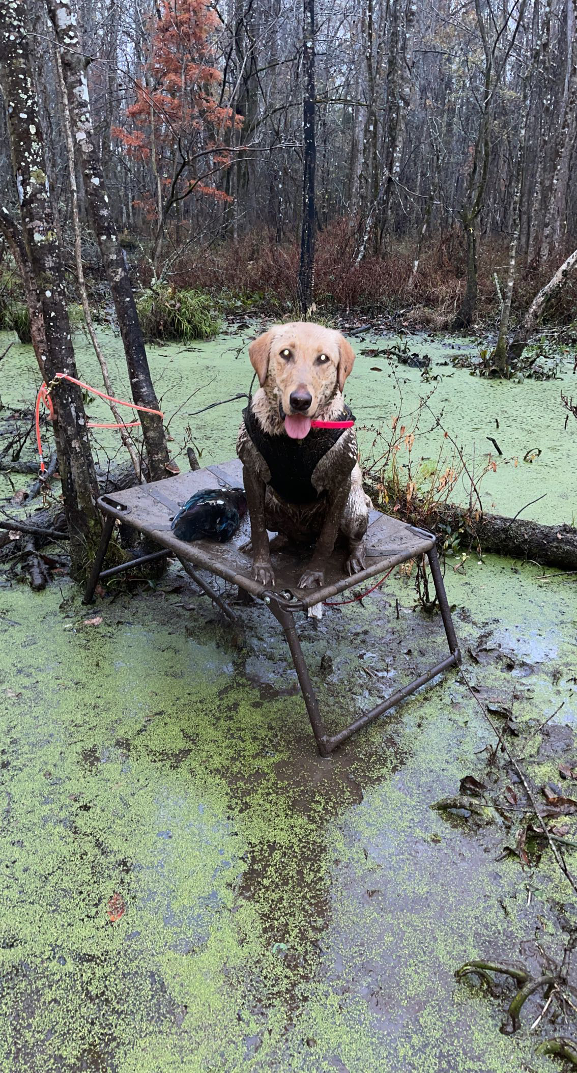 SHR Cut Em Callie | Yellow Labrador Retriver