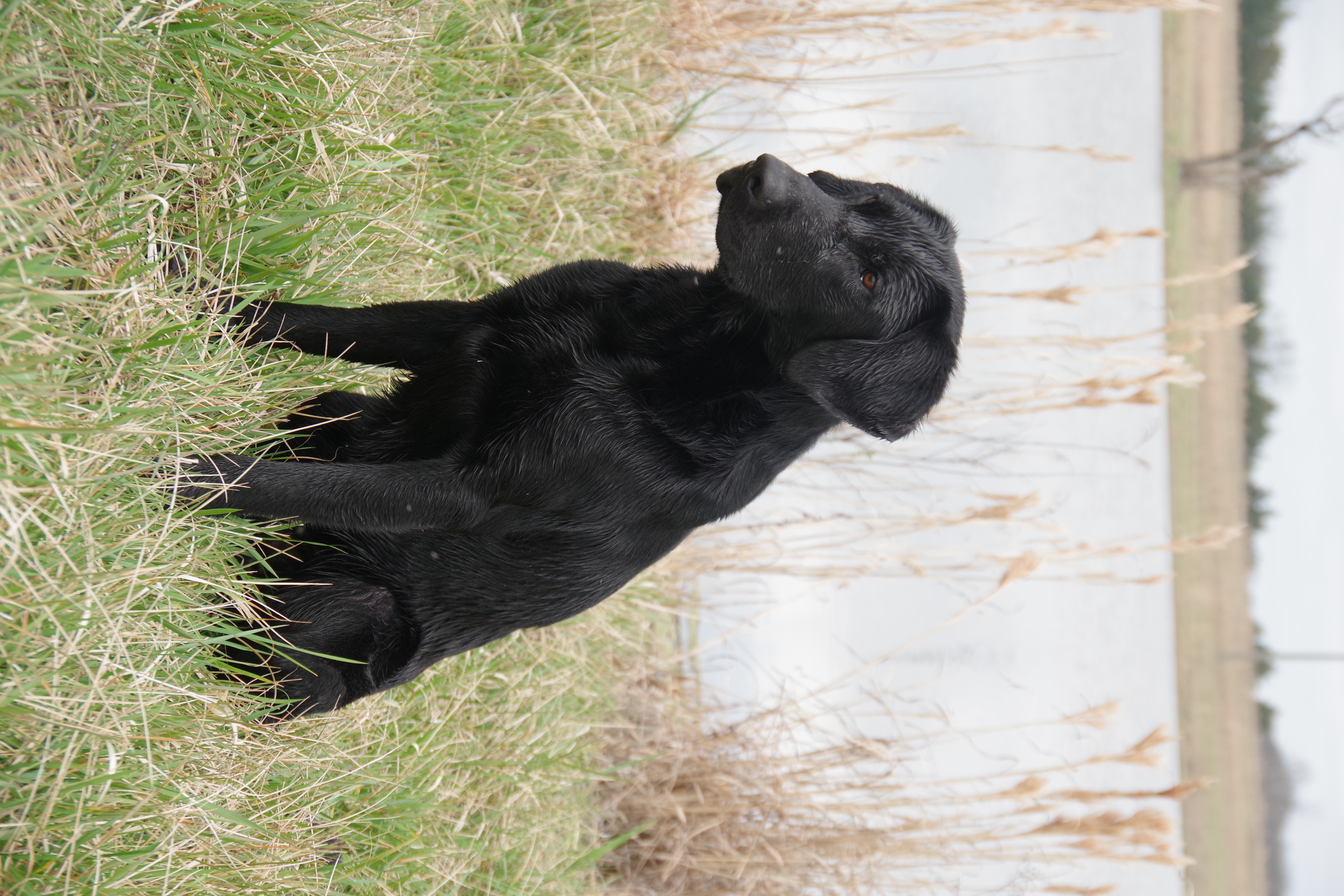 Philly Cliff The LongStryder | Black Labrador Retriver