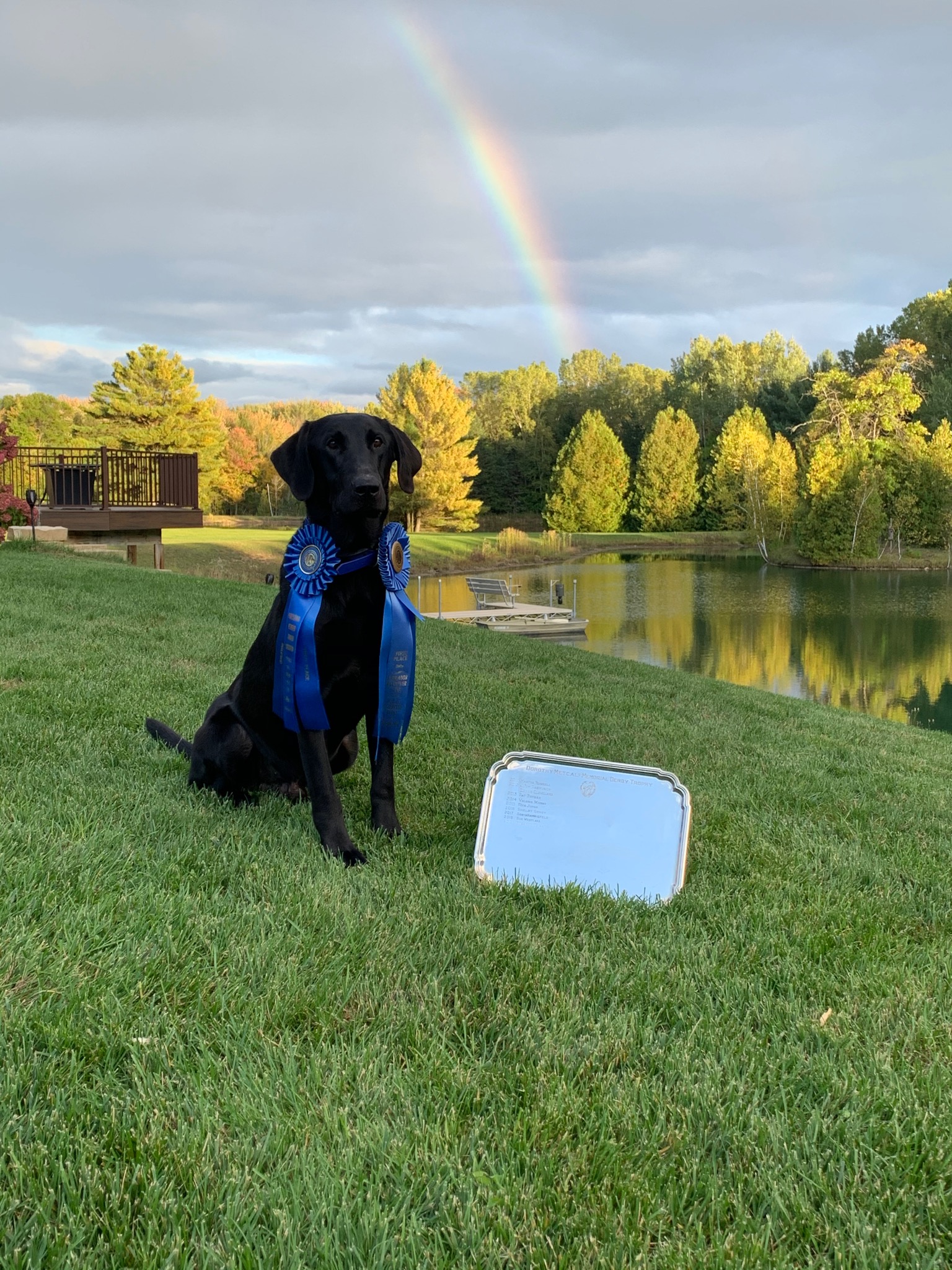 Son Of Lucifer's Field King MH38 | Black Labrador Retriver