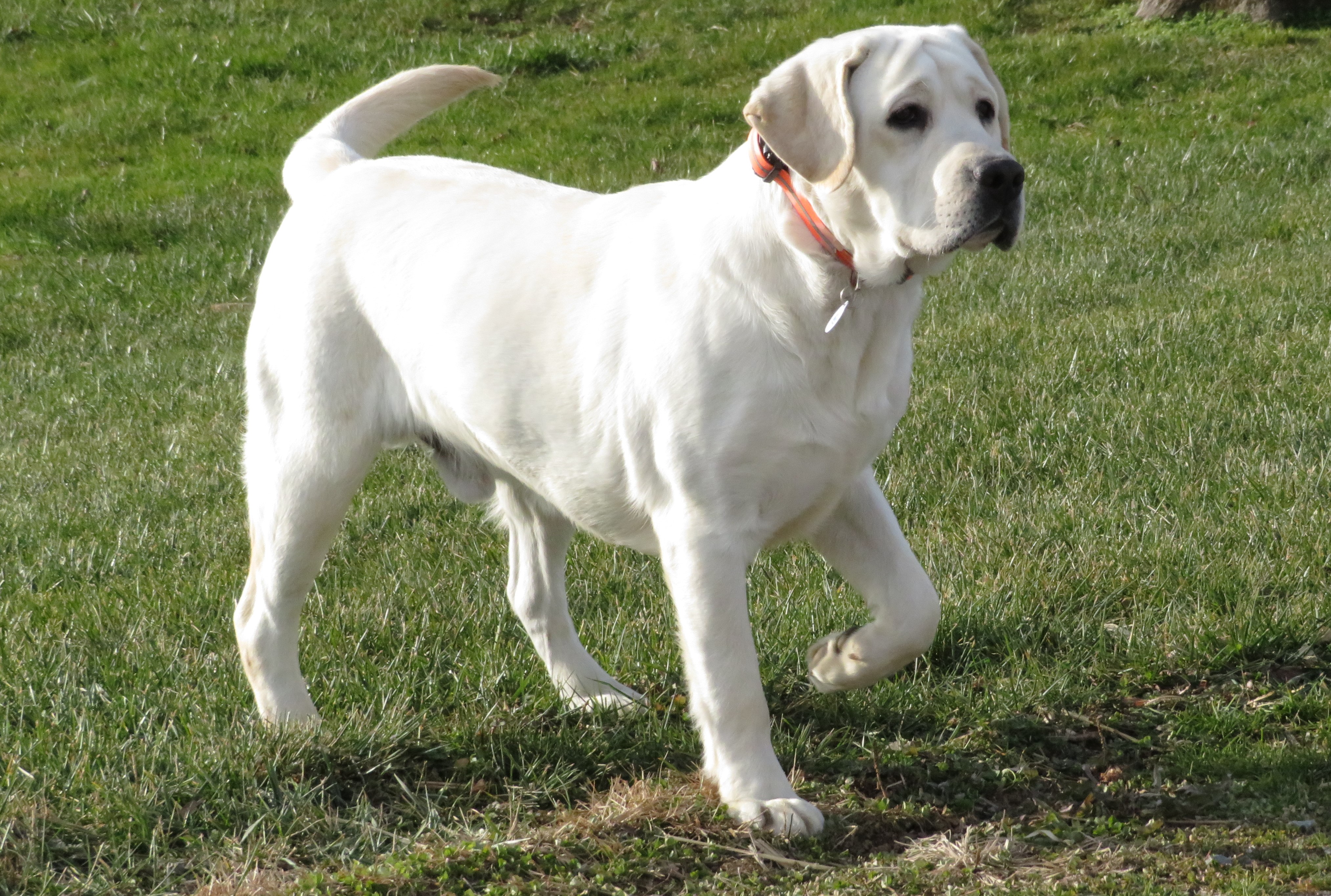 Lititz Labradors Tucker Cherokee | Yellow Labrador Retriver