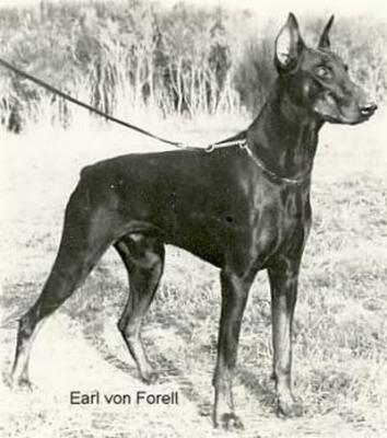 Earl v. Forell | Black Doberman Pinscher