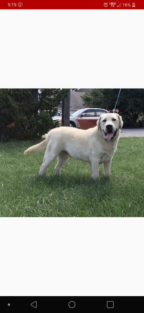 Thistleberrys Silver And George | UNKN Labrador Retriver