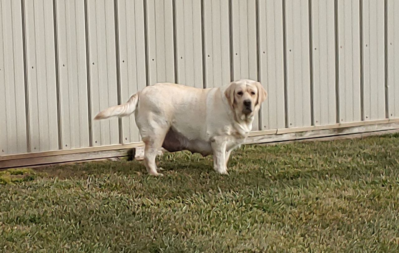 Frosty Xxviii | UNKN Labrador Retriver