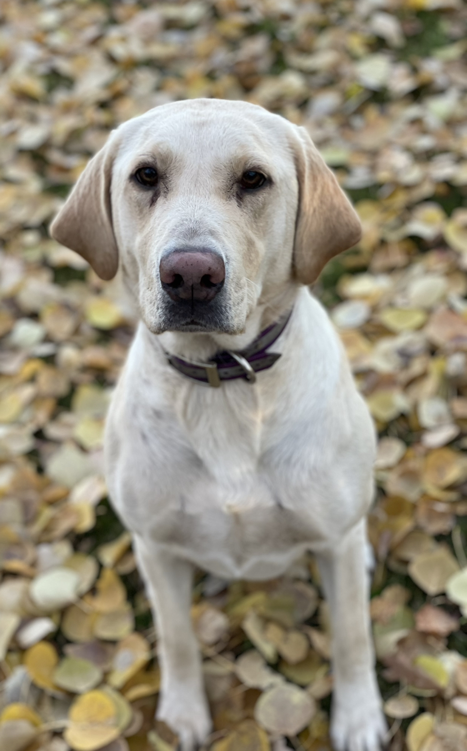 Clover Leaf Edge Diamond Willow Of The North! | Yellow Labrador Retriver