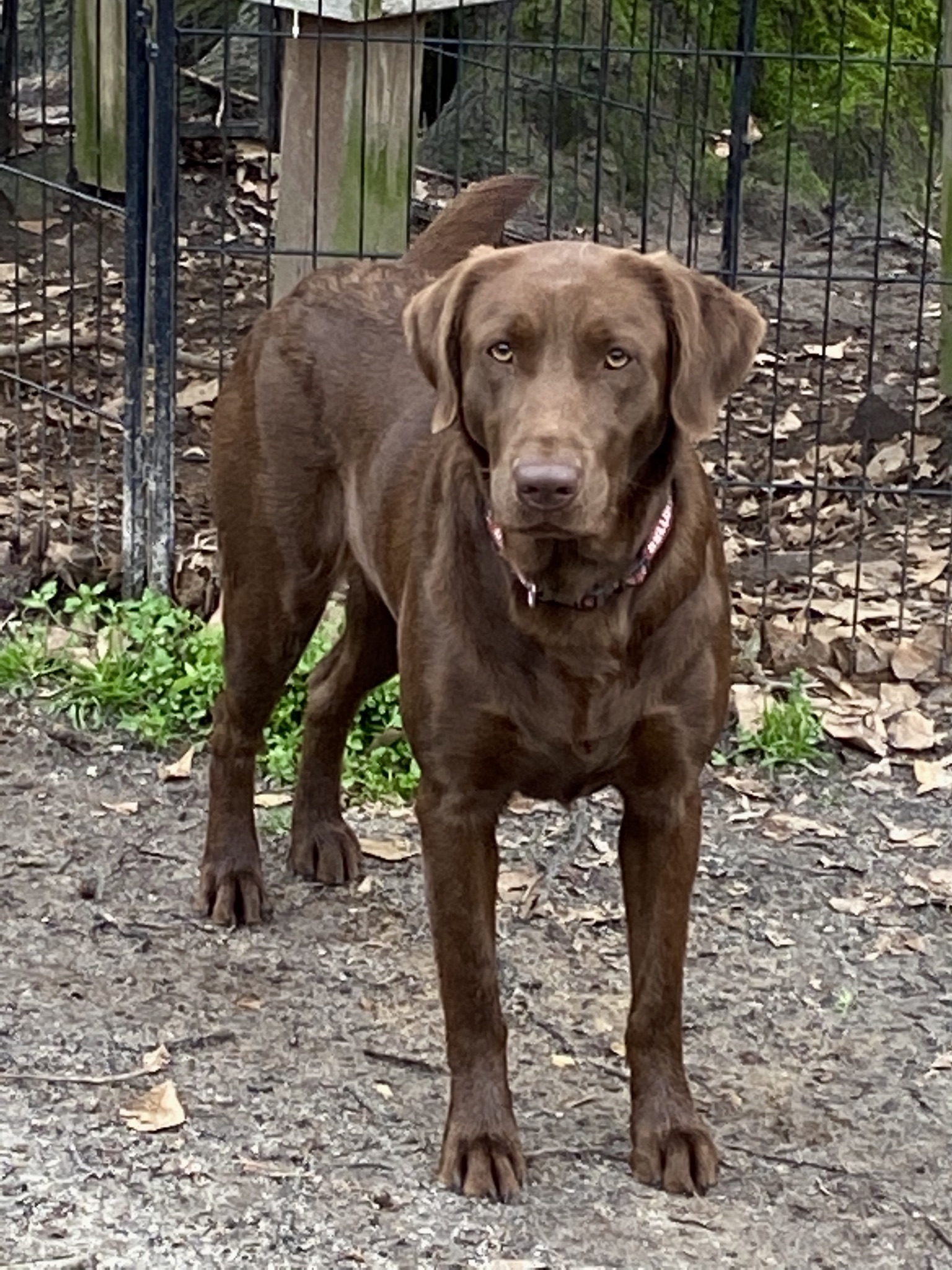 Beaver Creeks Twix | Chocolate Labrador Retriver