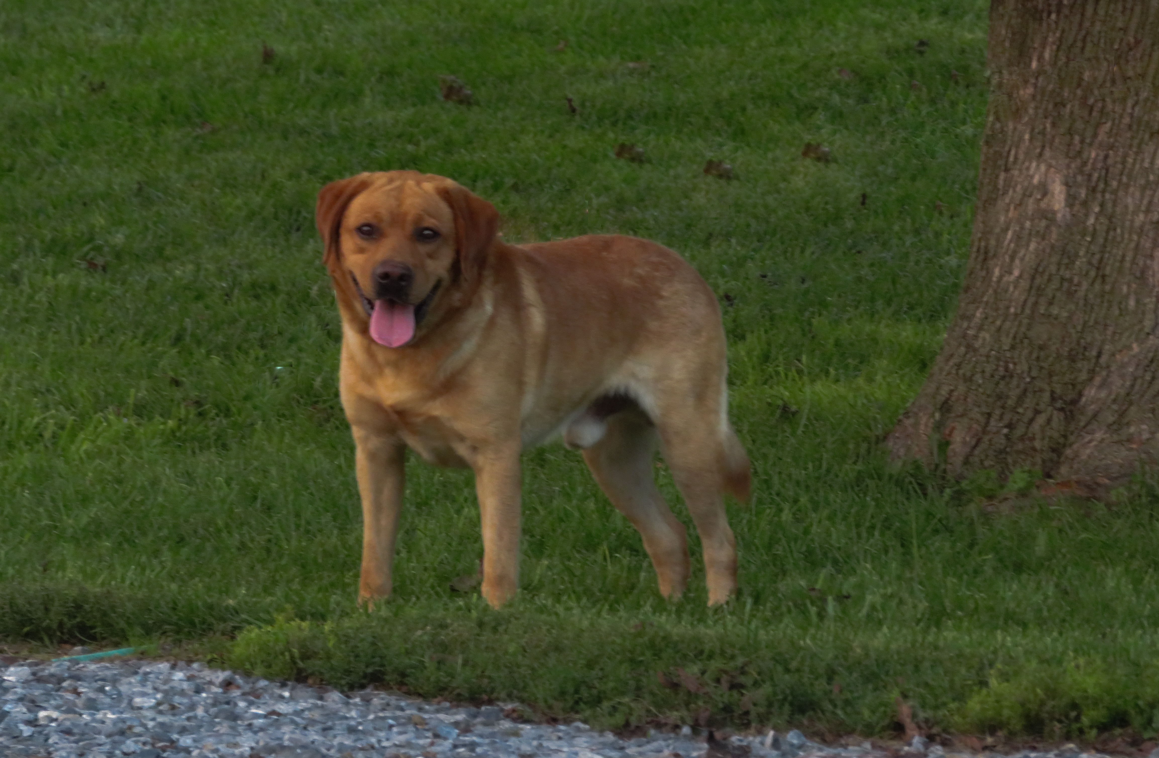 Creekside Brutus Big Buster | Yellow Labrador Retriver