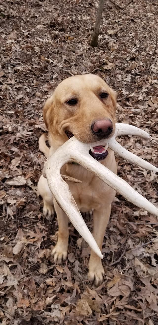 Archer Gamble Peel | Yellow Labrador Retriver