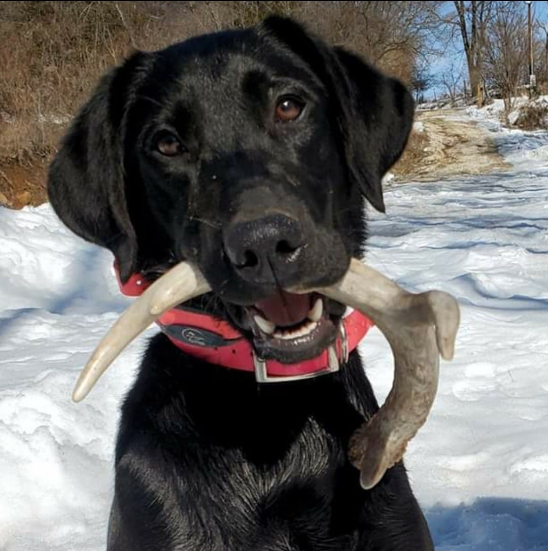 LUNA TWO ARROWS TAZER | Black Labrador Retriver
