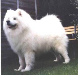 Pykra Spring Bear at Roybridge | Samoyed 