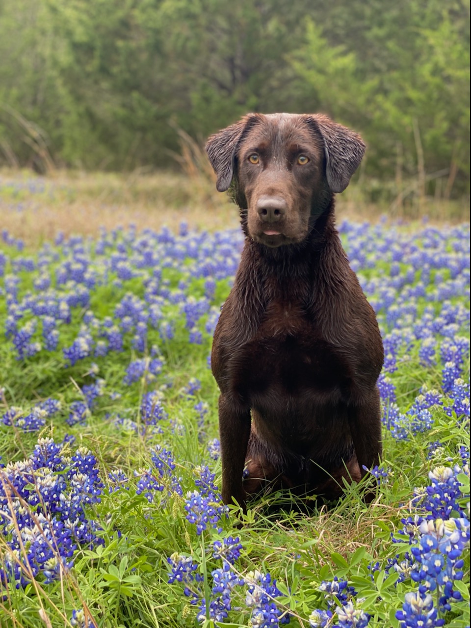 Bentwood Coves Ceo | Chocolate Labrador Retriver