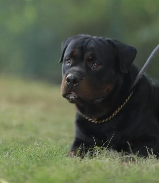 GARY OF AZHAKAN KENNEL | Rottweiler 