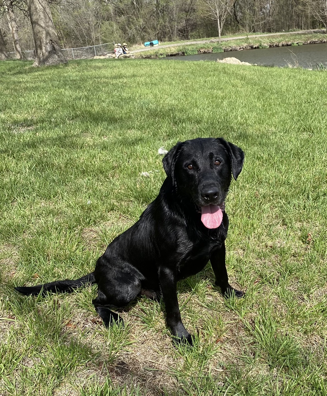 What’s N Your Wallet? QAA | Black Labrador Retriver