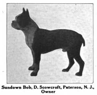 Sundown Bob | Boston Terrier 