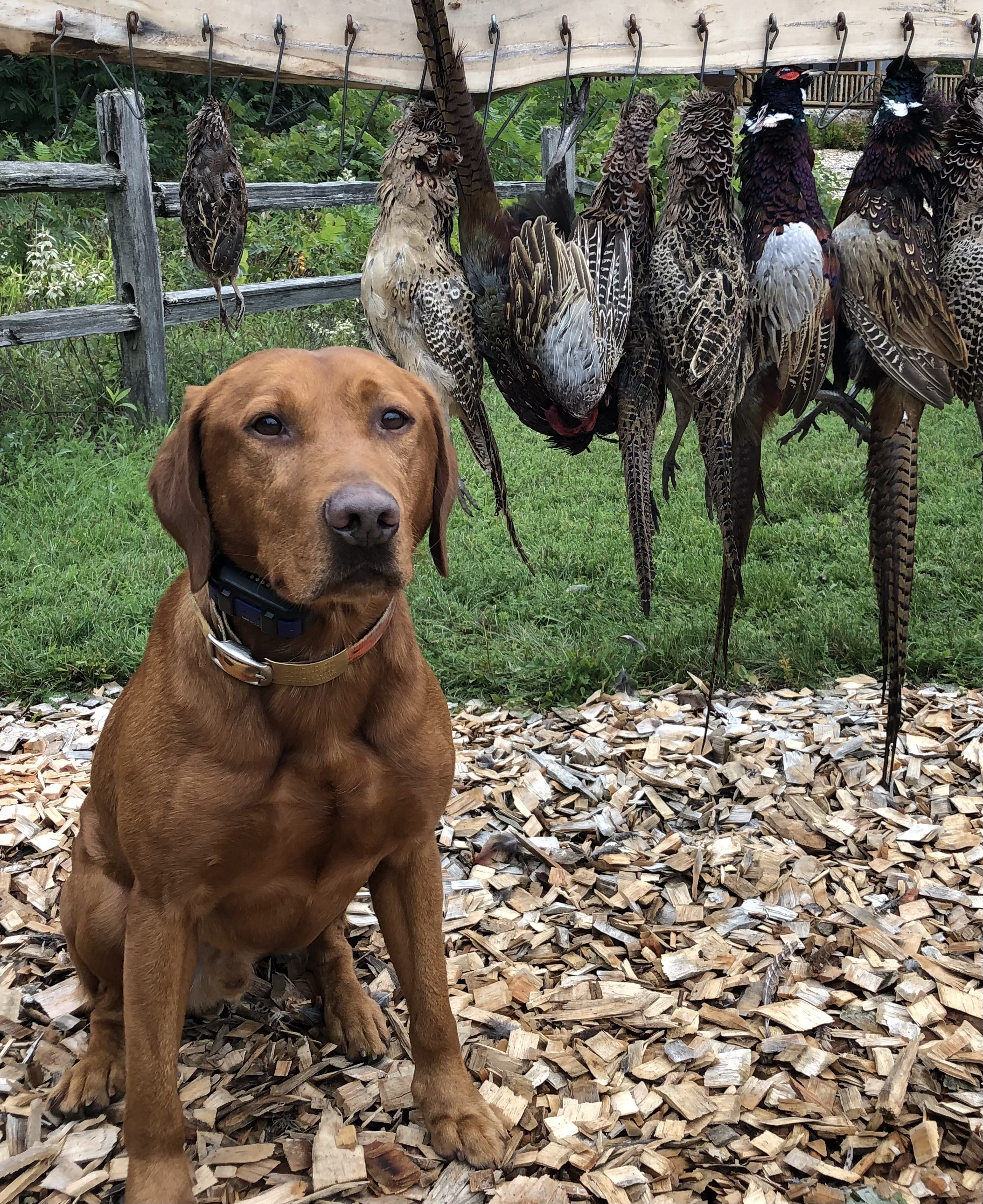 Iowa Pointing Labs Dexter | Yellow Labrador Retriver