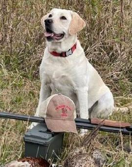 Taffy Goldilocks | Yellow Labrador Retriver