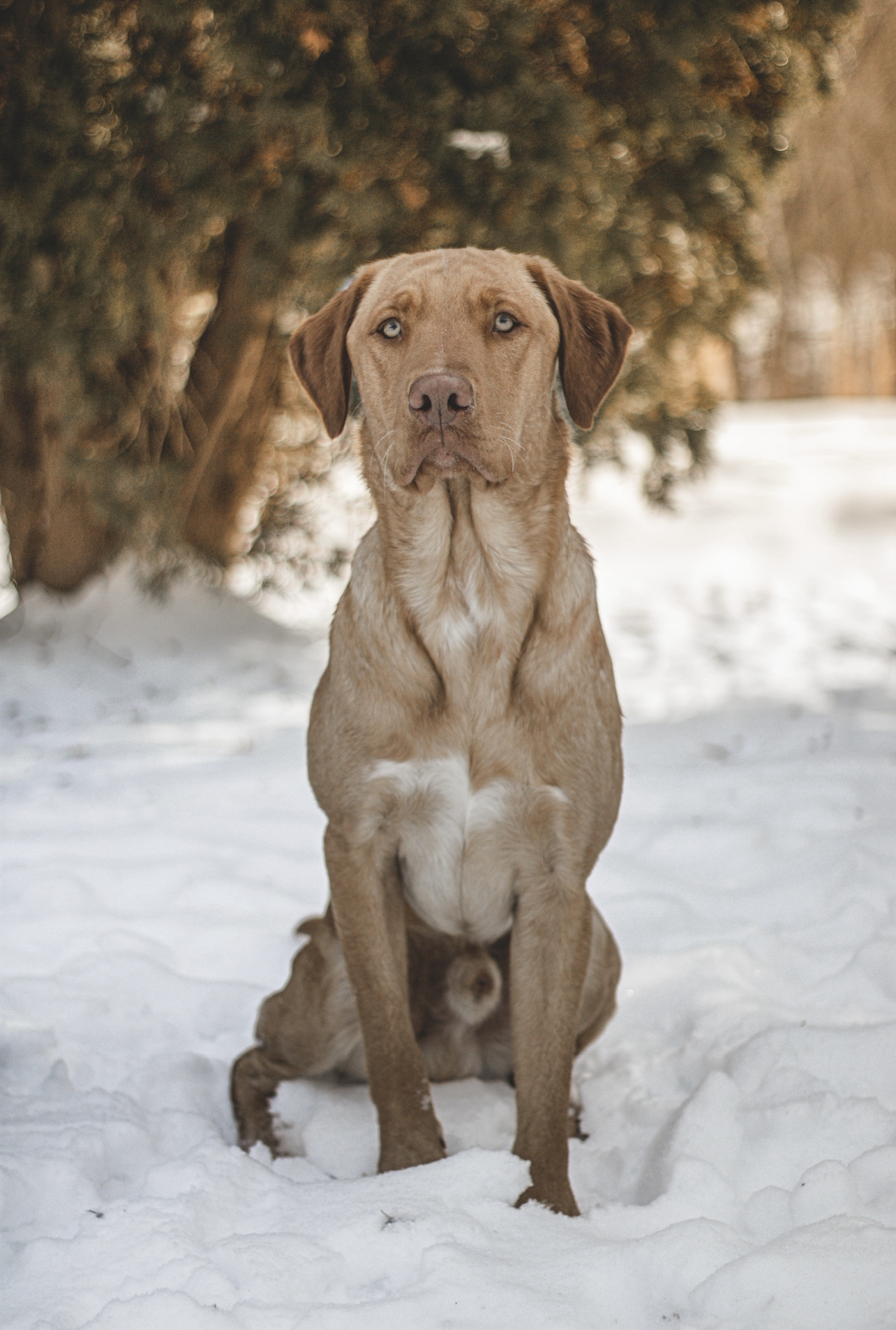 Cash Of Hardee's CGC TKN | Yellow Labrador Retriver