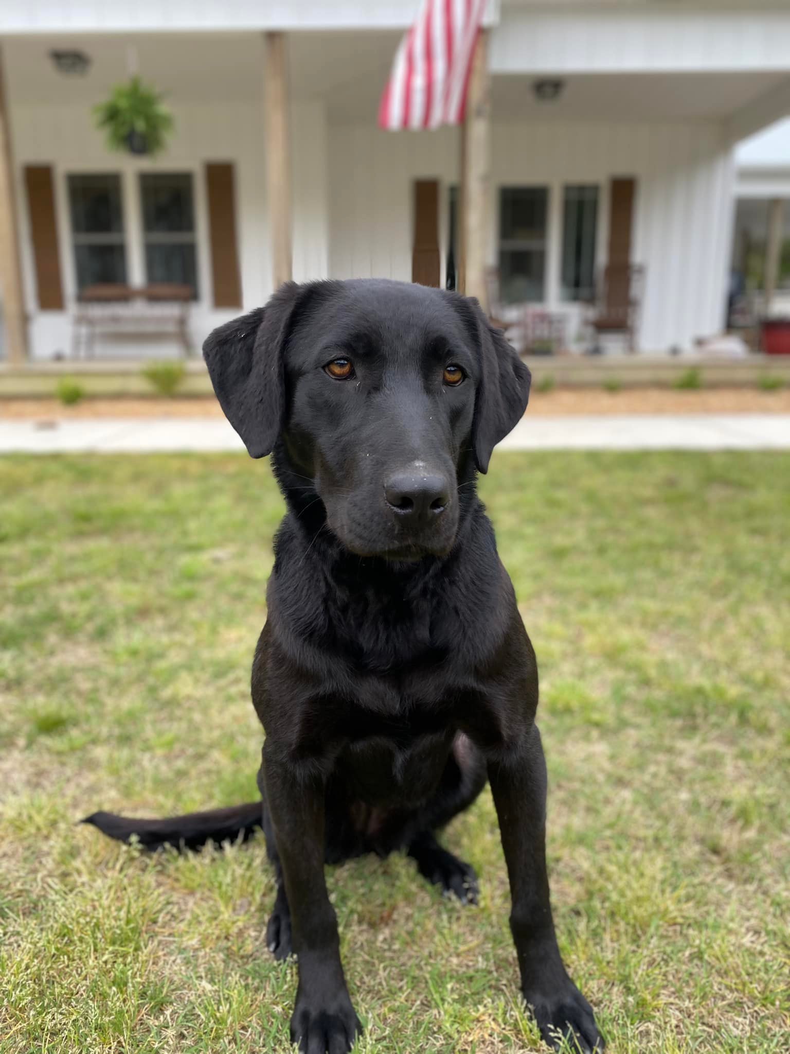 Duck Creeks Little Ashe | Black Labrador Retriver