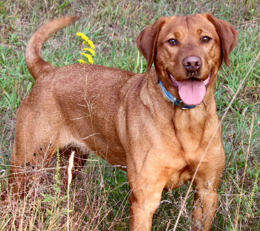 Great Lakes Belle | Yellow Labrador Retriver