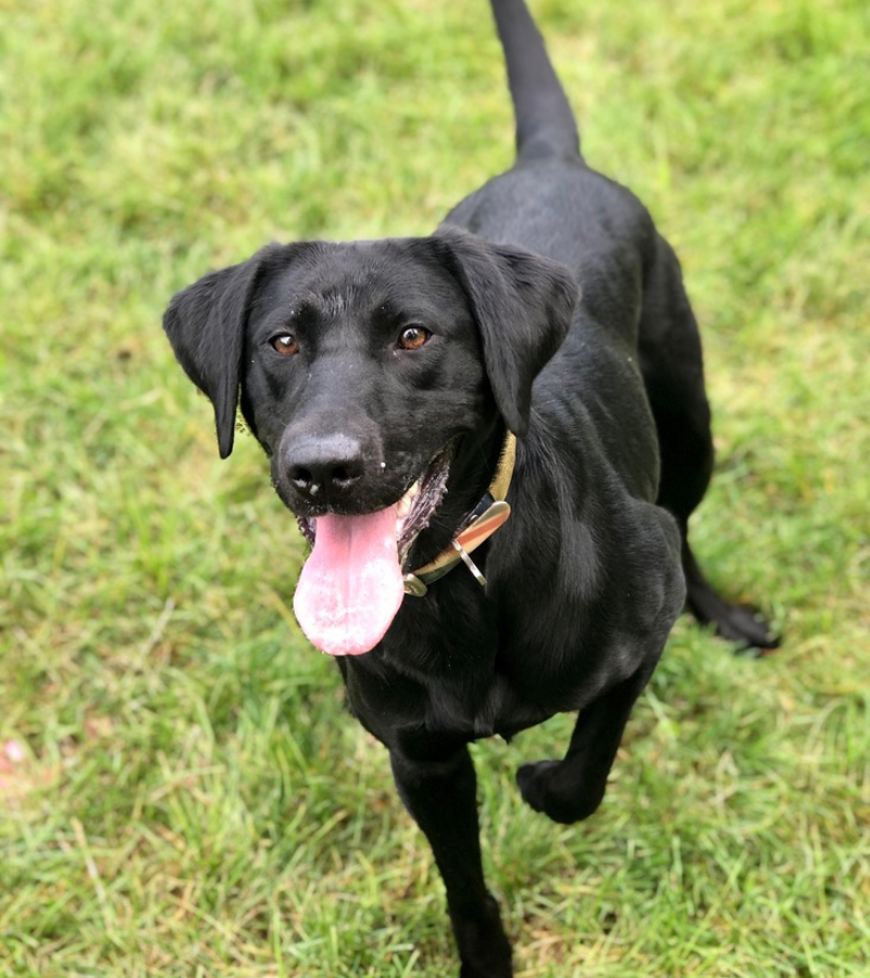 Great Lakes Rita | Black Labrador Retriver