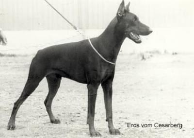 Eros v. Cesarberg | Black Doberman Pinscher