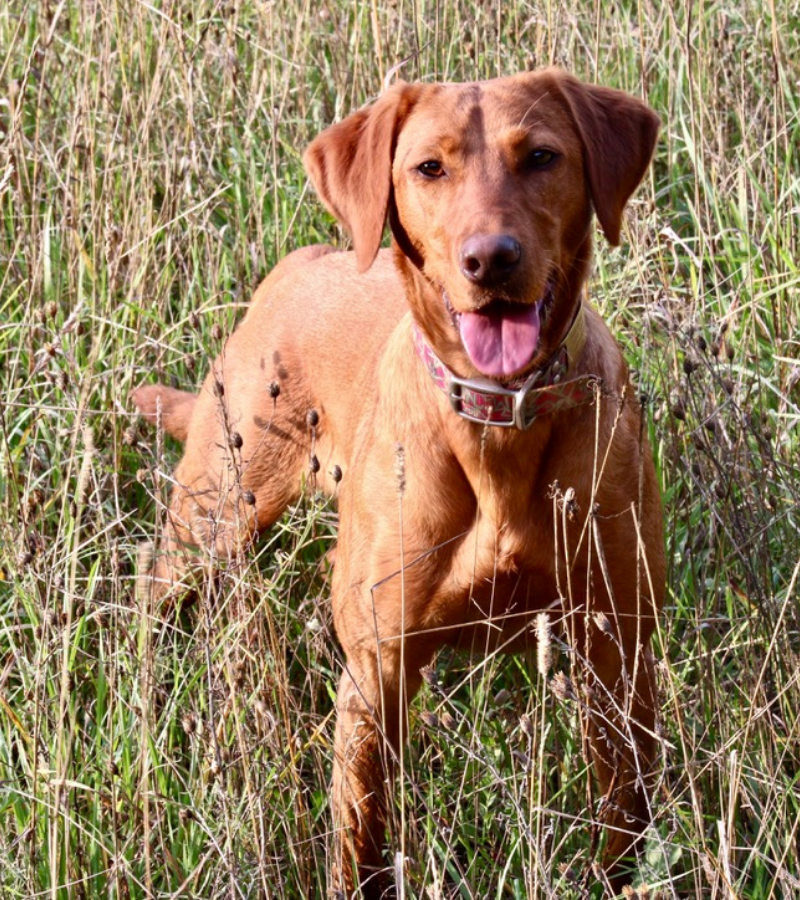 Great Lakes Mac | Yellow Labrador Retriver