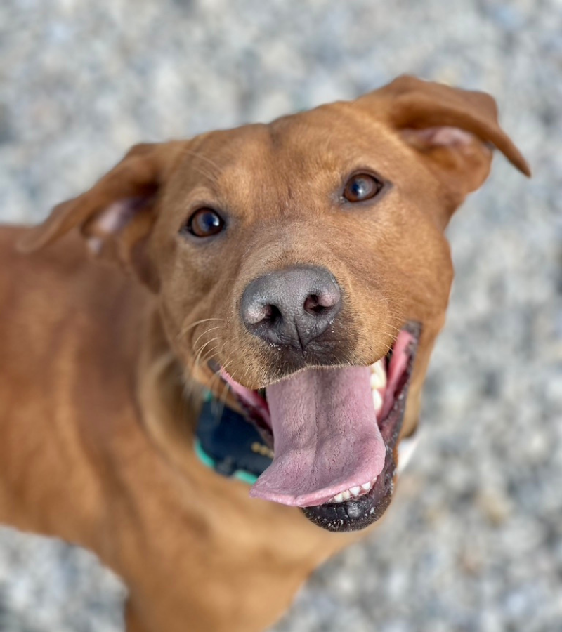 Great Lakes Beretta | Yellow Labrador Retriver