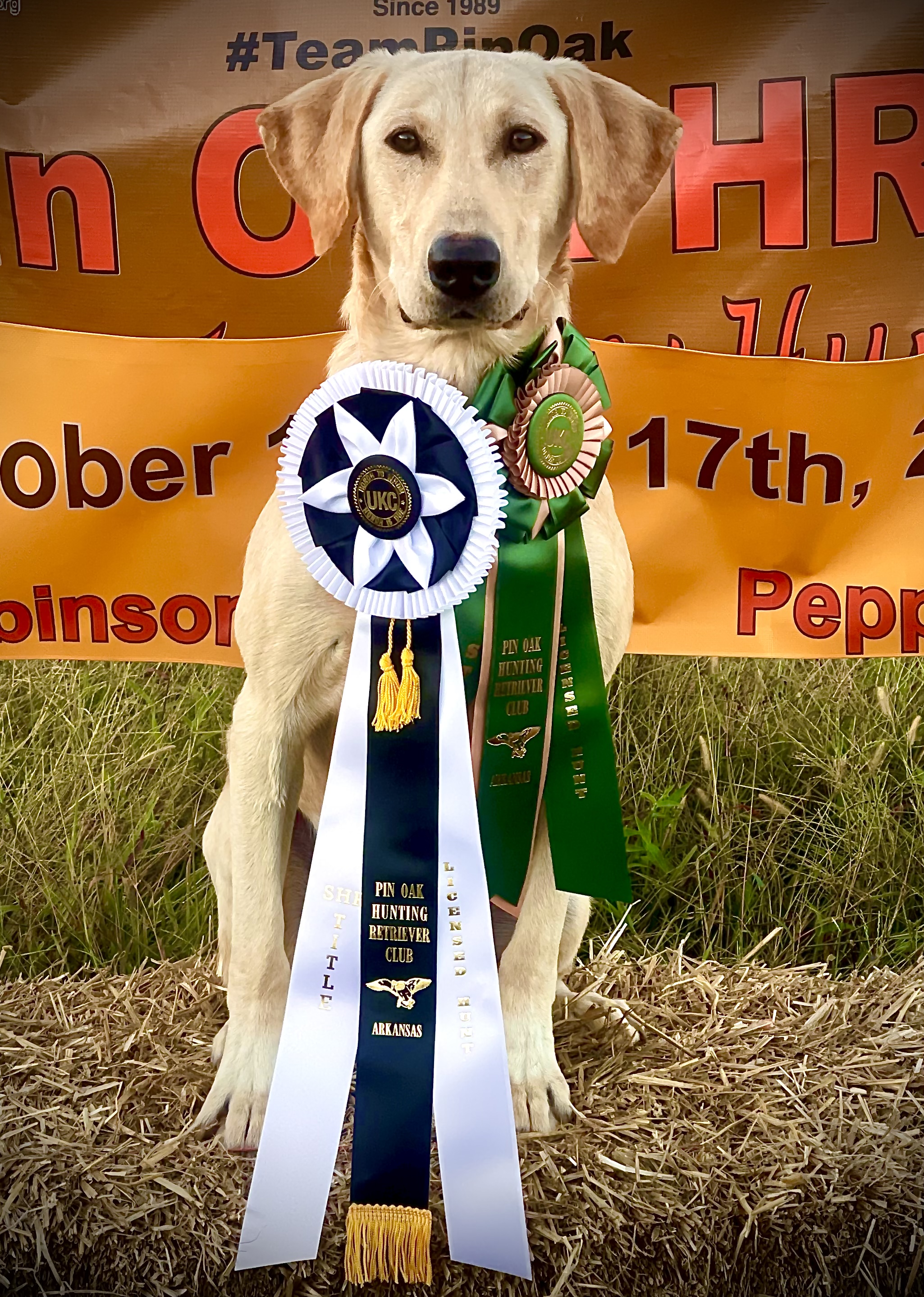 SHR Darktimber Strider The Ranger Aragorn The King | Yellow Labrador Retriver