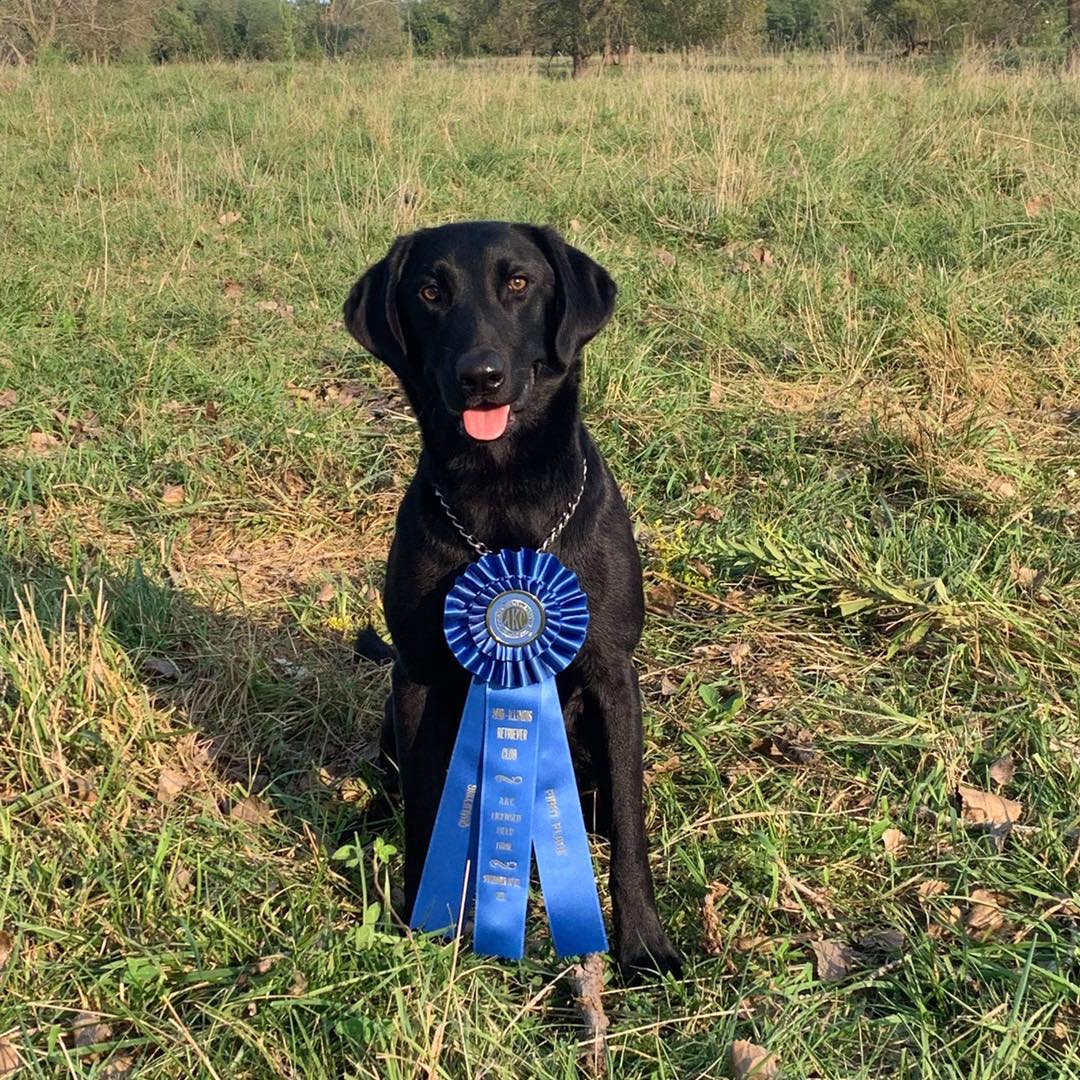 Trace's Pea Shooter QAA | Black Labrador Retriver