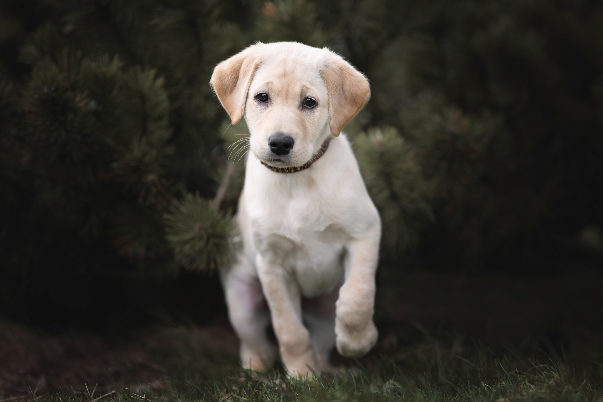 Rebel's Kickass Stack Of Chips | Yellow Labrador Retriver