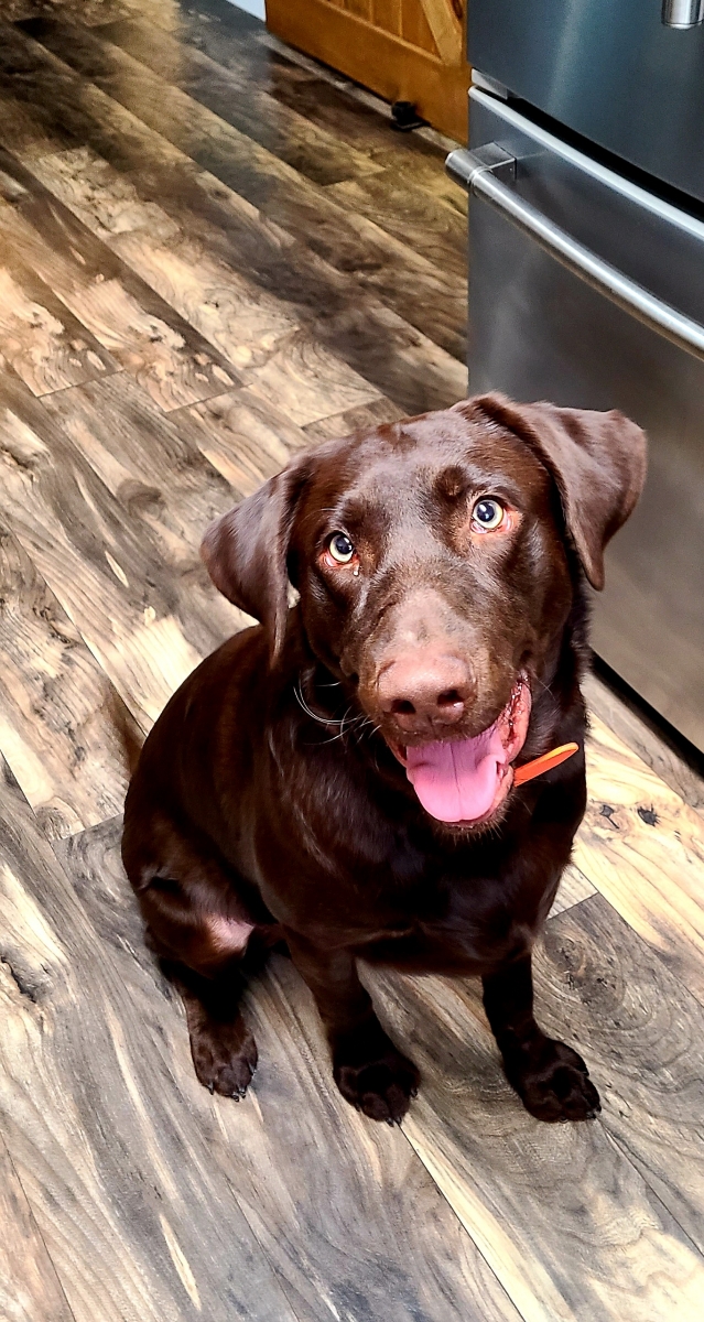 Permenter's Parting The Waters | Chocolate Labrador Retriver