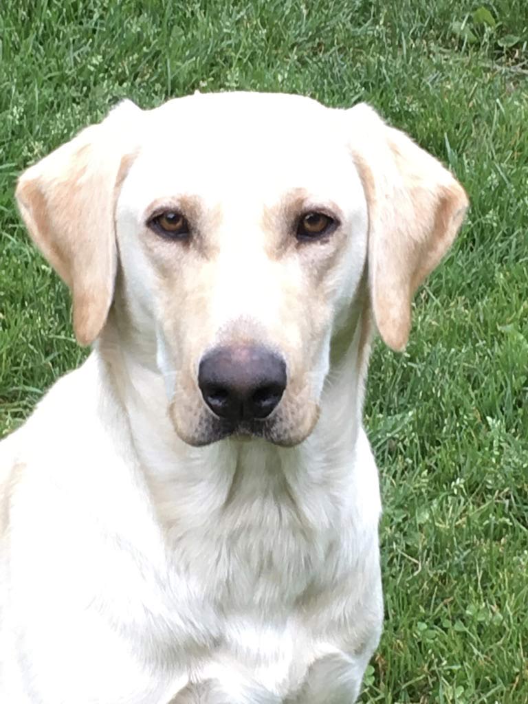 Blue Sky's 3-day Bender | Yellow Labrador Retriver