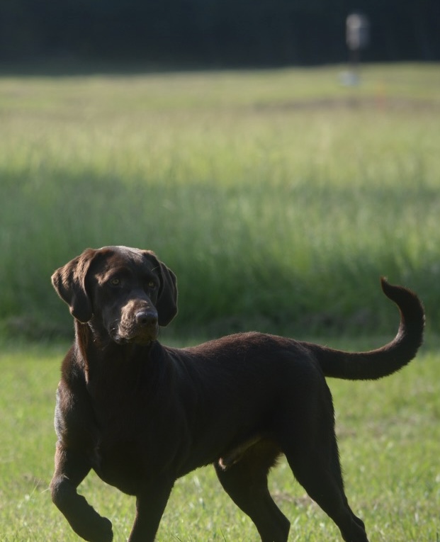 HRCH Lucky Dog’s They Call Me An Outlaw | Chocolate Labrador Retriver