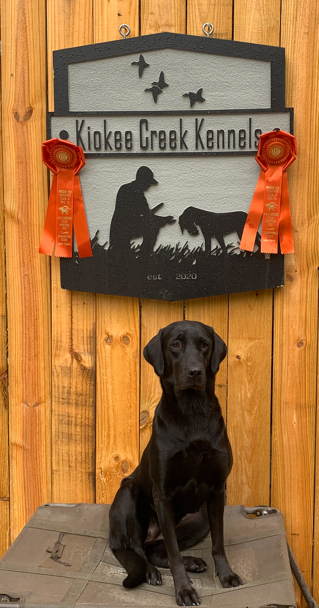 Morayglen Blackhawks Myah | Black Labrador Retriver