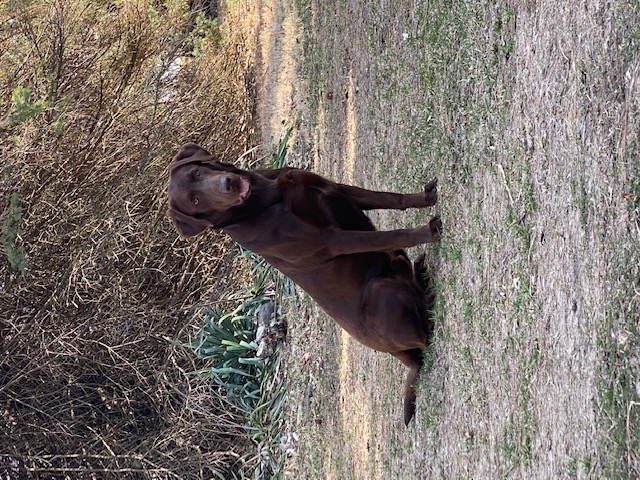 ArrowPoint’s Loco Bean | Chocolate Labrador Retriver