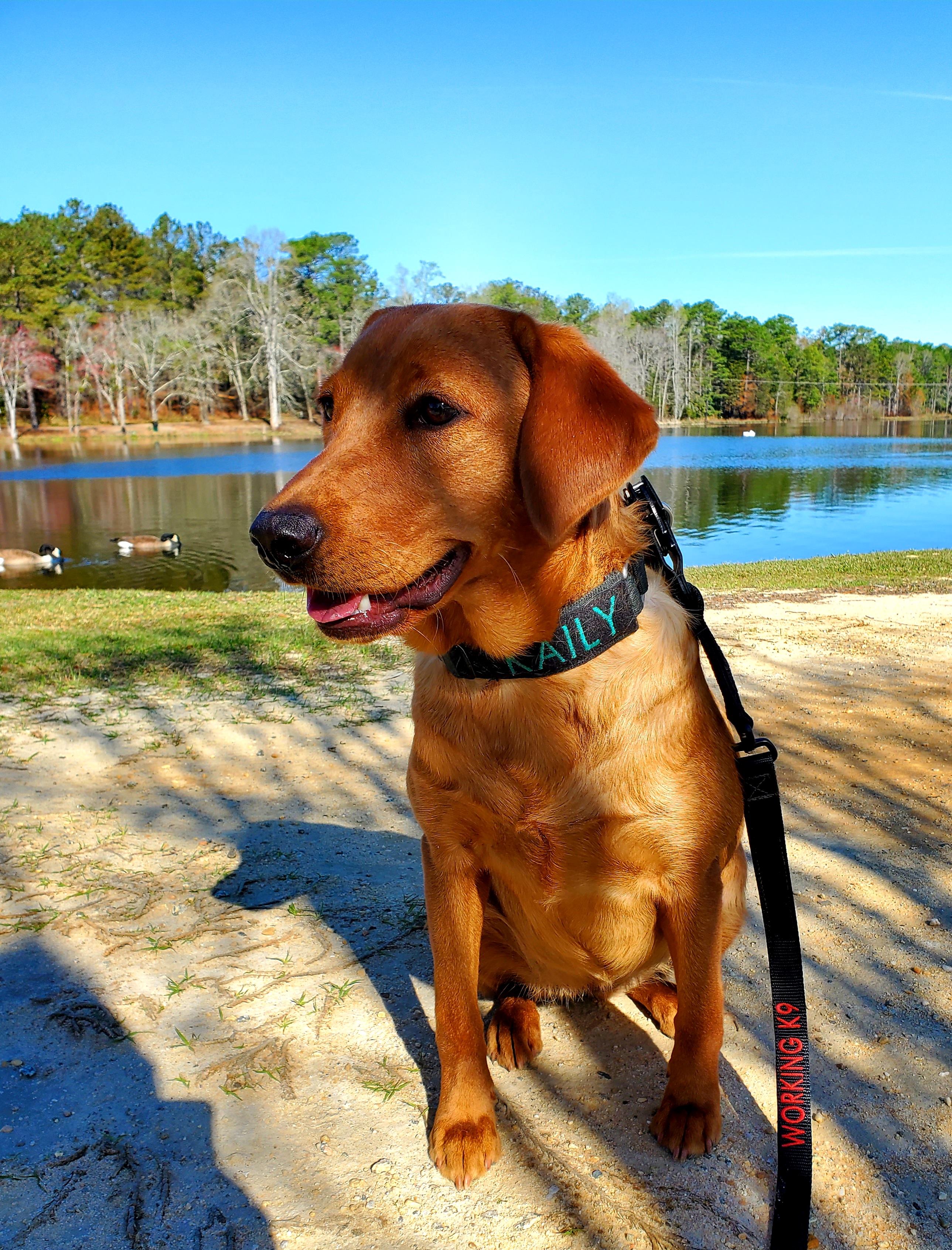 Victory's Celebrating Freedom CGC VHMA VHMP | Yellow Labrador Retriver