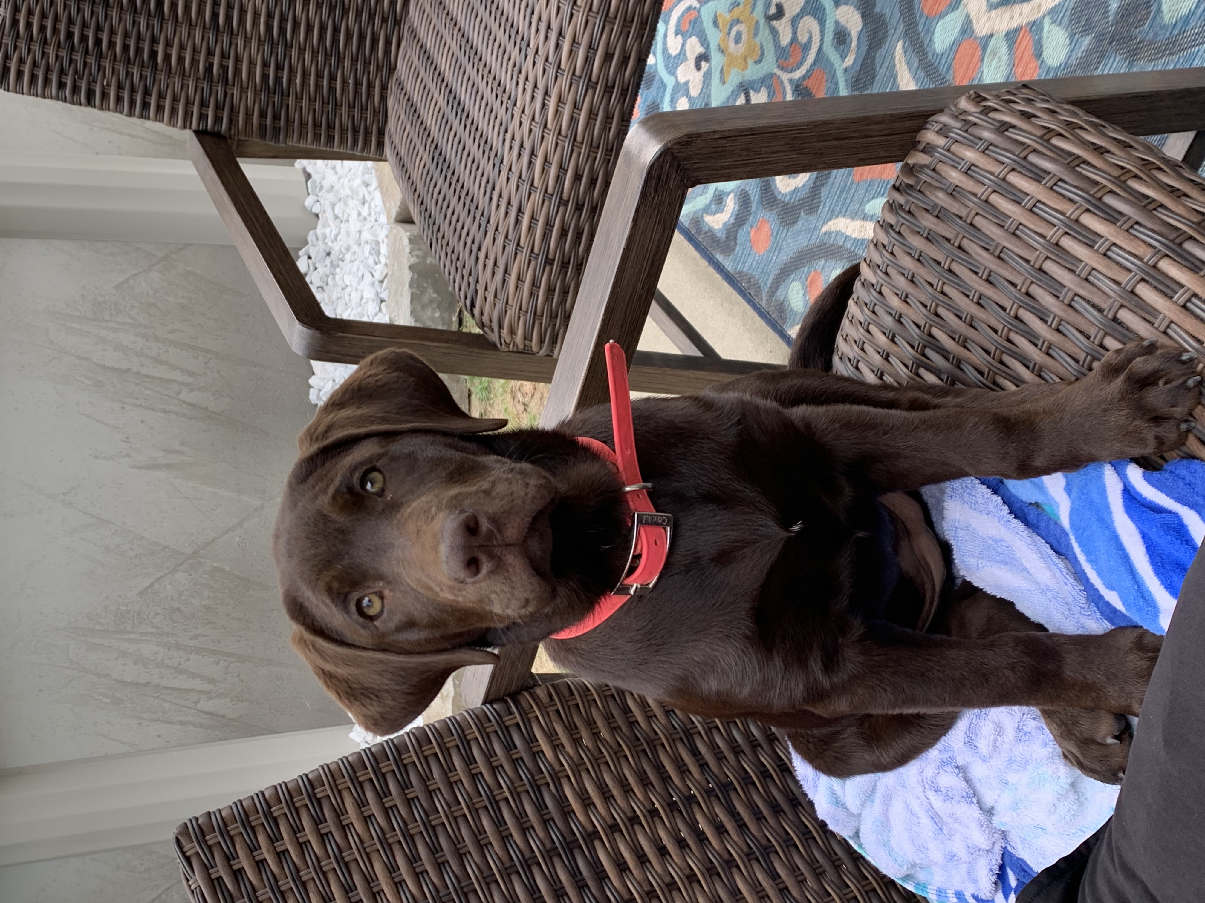 Miss Georgia Farmer | Chocolate Labrador Retriver