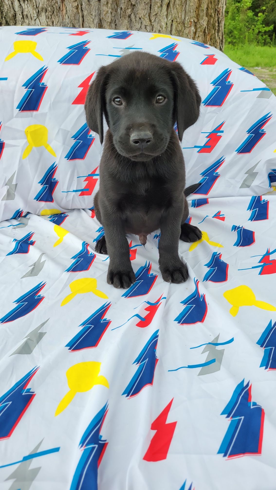 Super Remington Blanton Duckworth MacLean | Black Labrador Retriver