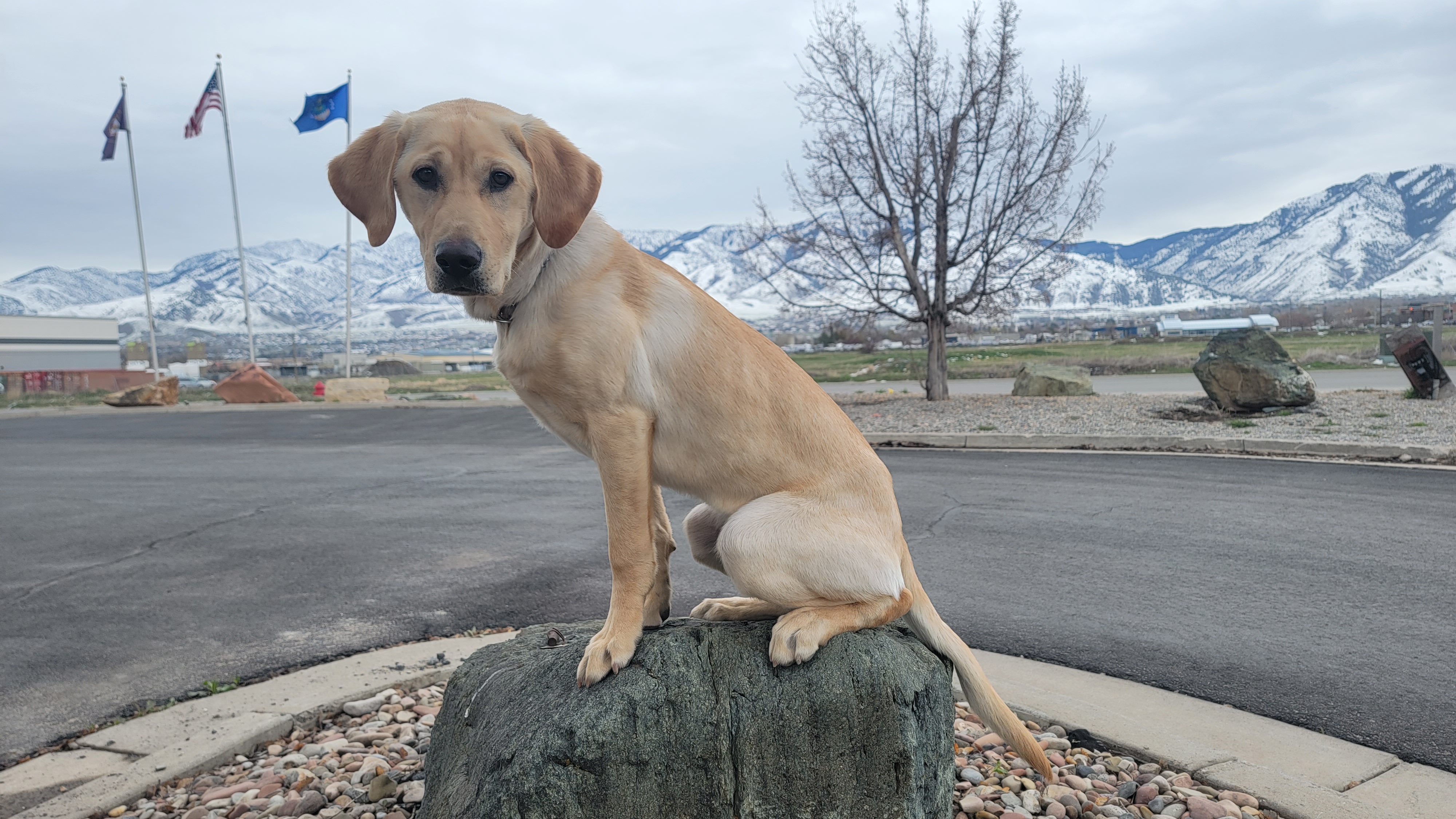 Jeff's Sage Nugget | Yellow Labrador Retriver