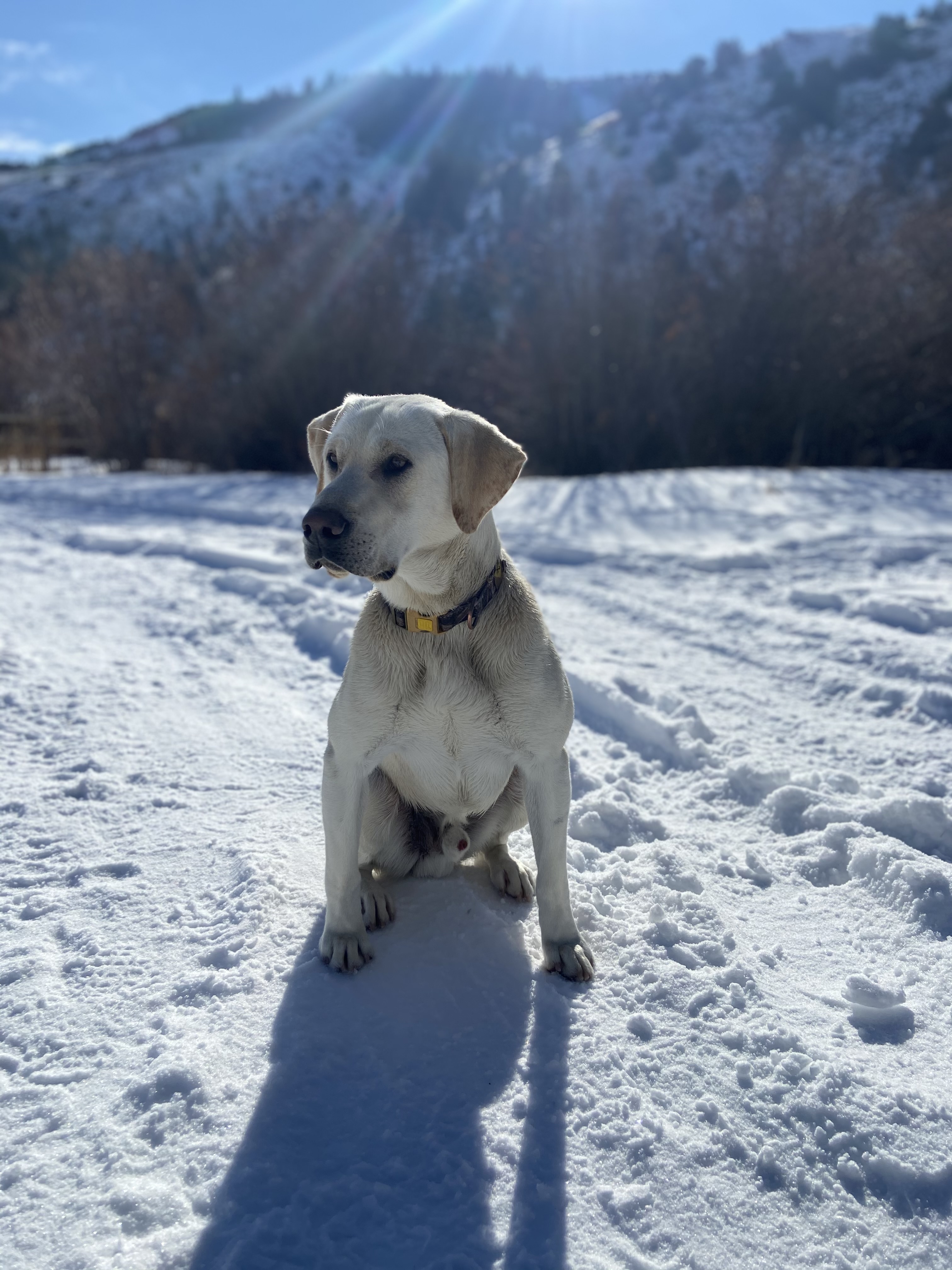 Bear River's 10th Mountain Pando | Yellow Labrador Retriver